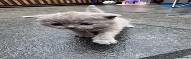 British Shorthair 2