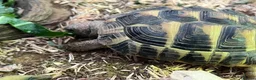 Hermann Tortoise reptiles for sale: Herman’s Tortoise Unsexed in Horley - Advert 4