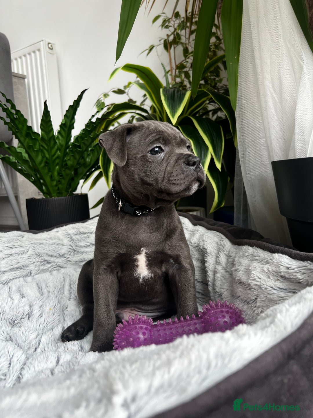 Staffordshire Bull Terrier dogs for sale: 🔷 Pharaon Champion Line Pups 🔷 in Wolverhampton - Image 9