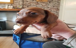 Miniature Dachshund dogs for sale: Miniature Dachshund Puppies  - Image 10