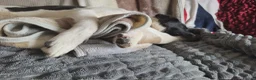 Mixed Breed dogs for adoption: ANGEL - Advert 6