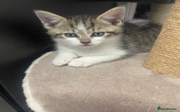 Mixed Breed cats for sale: Beautiful letter of kittens - Image 2