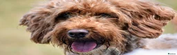 Cockapoo dogs for sale: F2B Merle Cockapoo Puppies - Girls & Boys - Advert 8