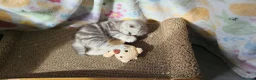 British Shorthair cats for sale: Amazing Scottish fold girls - Advert 9