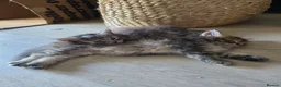 Maine Coon cats for sale: Pure Breed Mainecoon Therapy Kittens - Advert 6