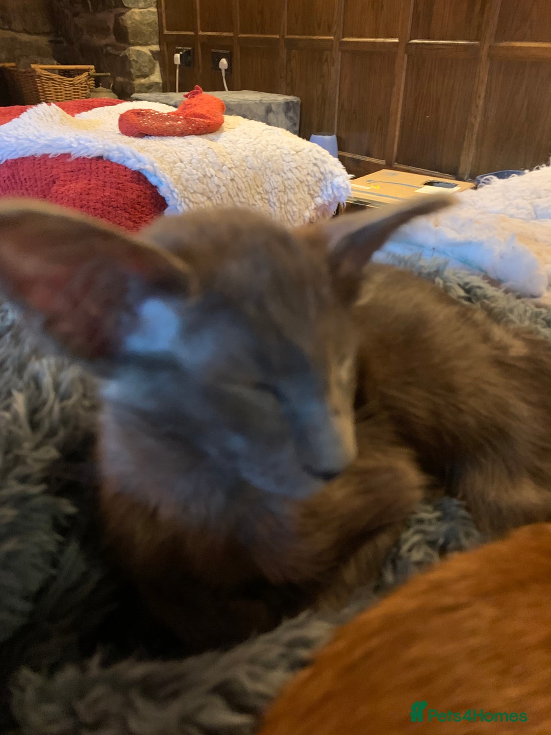 Oriental cats for sale: Oriental Longhair kittens - Advert 8