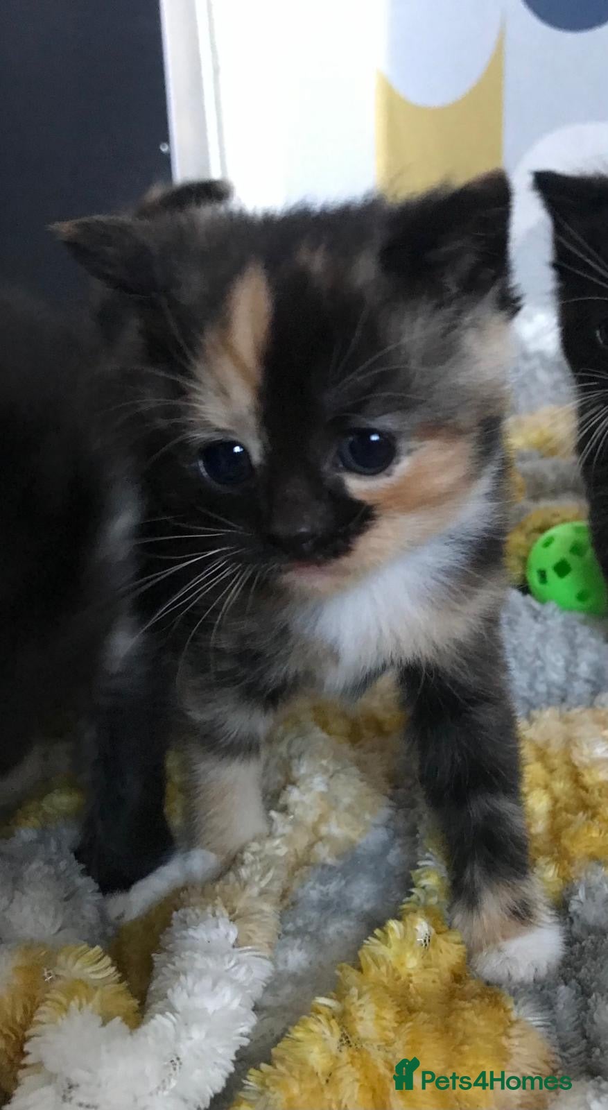 Mixed Breed cats Adorable mixed breed  kittens  - Advert 17