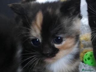 Mixed Breed cats Adorable mixed breed kittens - Advert 17