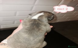 Whippet dogs for sale: Lovely petite whippets for sale  - Image 4