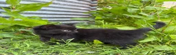 Domestic Shorthair cats for sale: 4 kittens ready to go now  - Advert 5