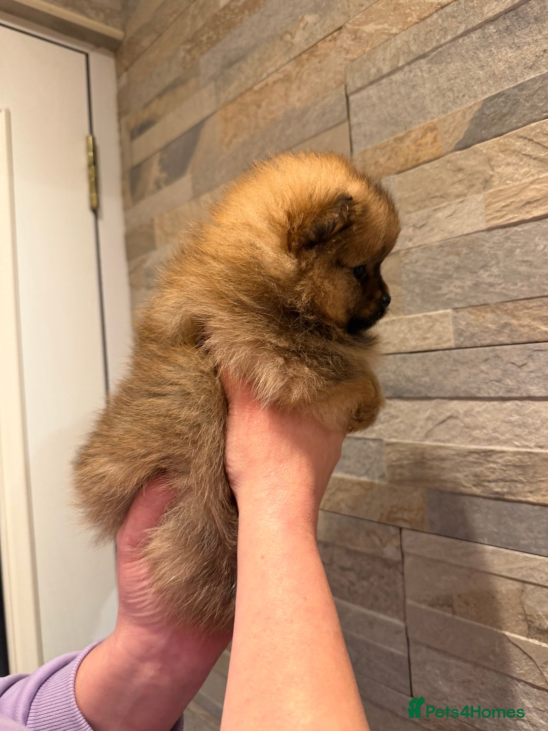Pomeranian dogs for sale: Gorgeous Female Poms ☺️ - Advert 5