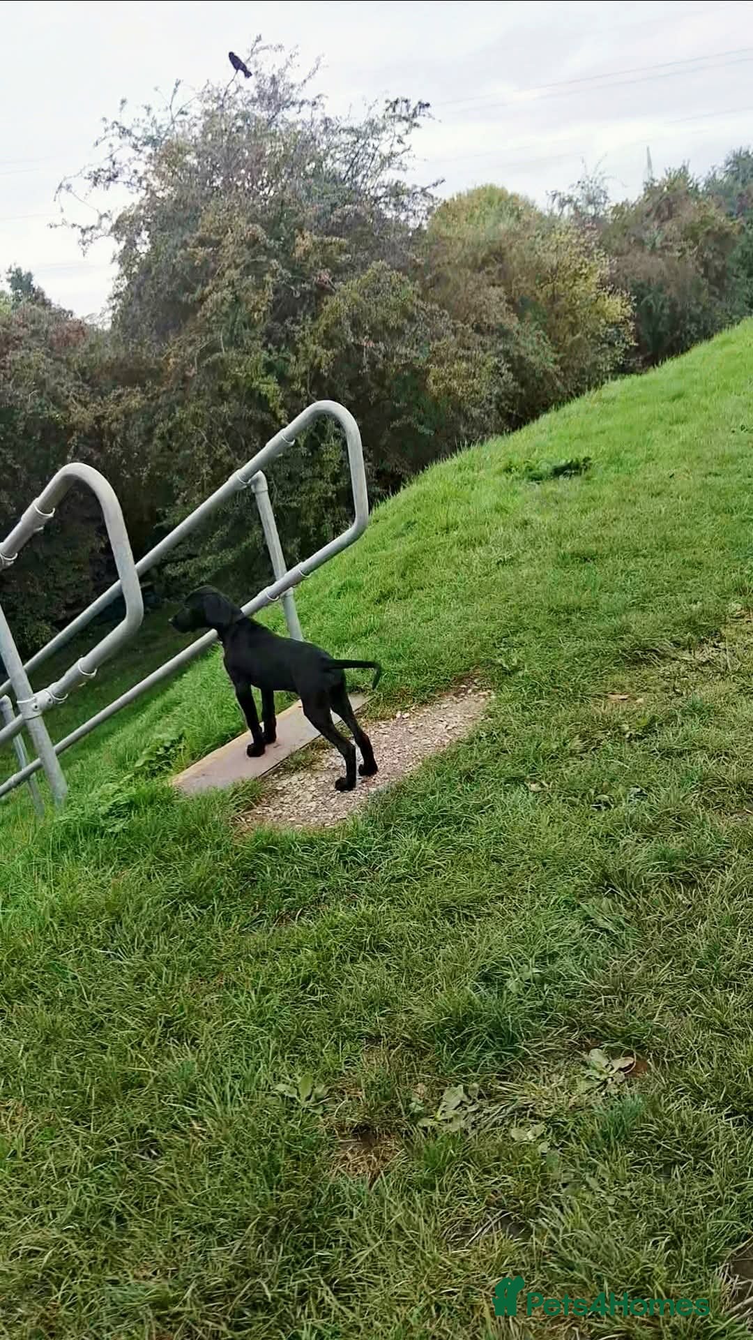 Mixed Breed dogs for sale: Weirnermer x Visla x GSP - Advert 6