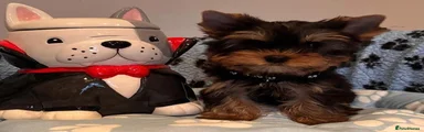 Yorkshire Terrier 3