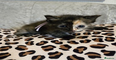 Mixed Breed cats - Advert 6