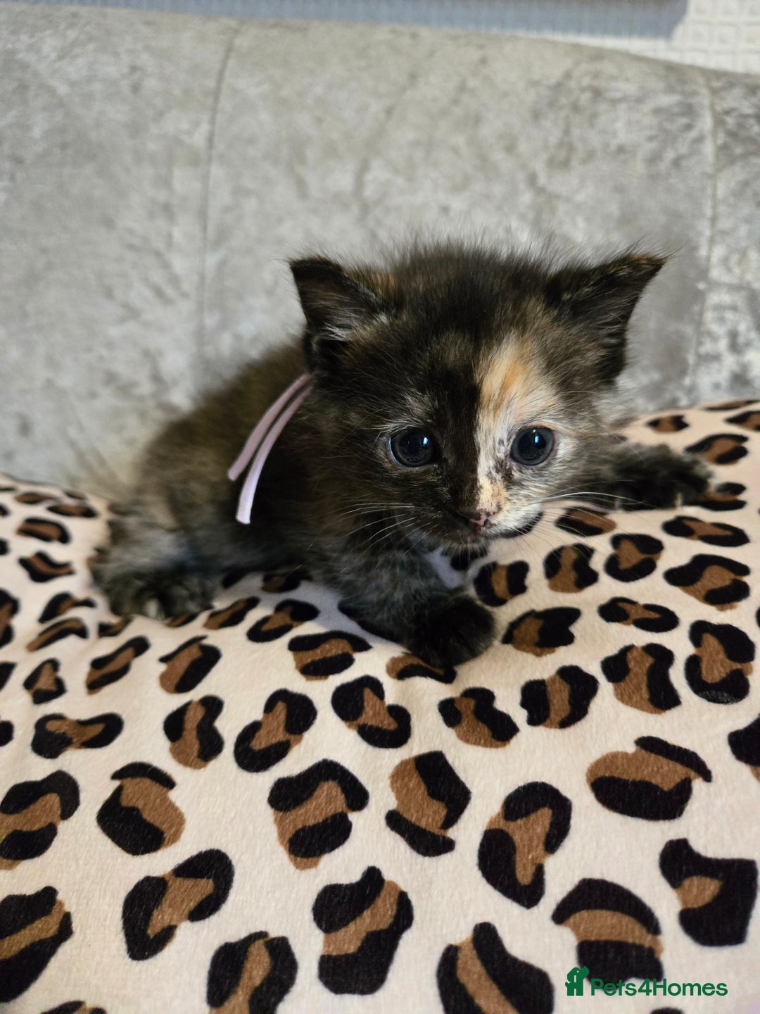 Mixed Breed cats for sale: 7 Half-Ragdolls  - Image 3