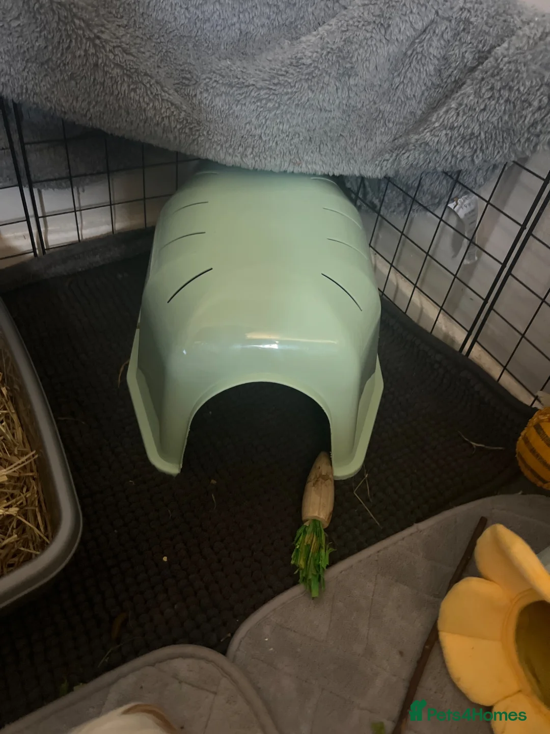 Guinea Pig rodents for sale: Friendly guinea pig  in Barnsley - Advert 2