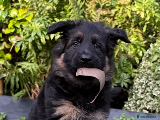 German Shepherd dogs Stunning GSD girl and boy looking for home - Advert 6