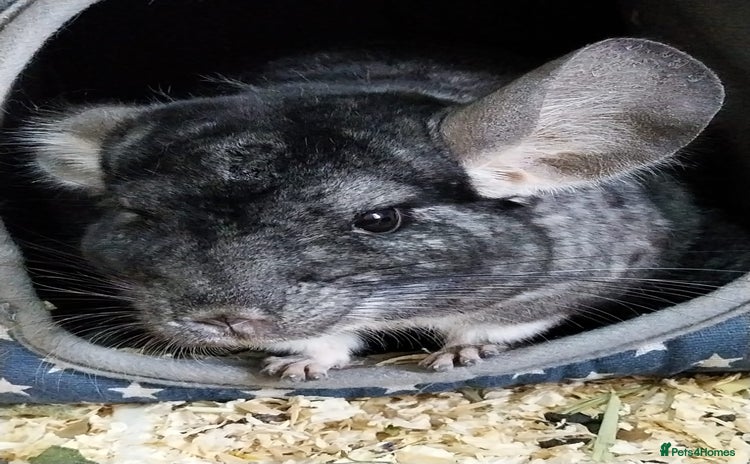Chinchilla rodents - Advert 1