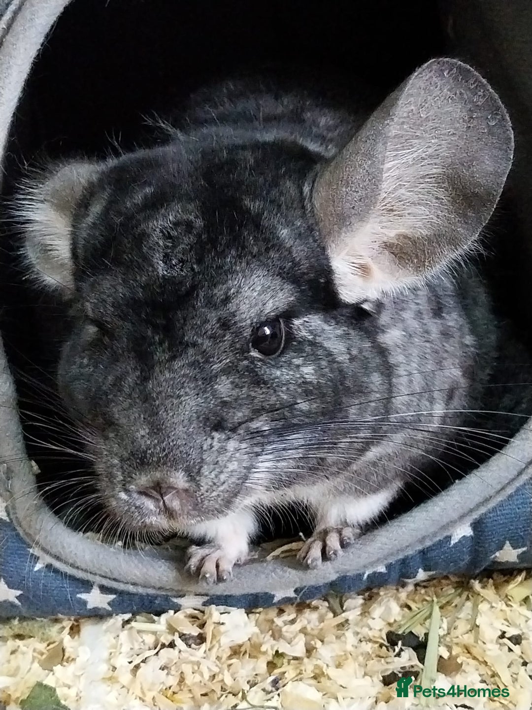 Chinchilla rodents for sale: Standard grey female chinchillas  - Image 1