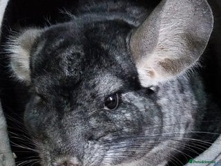Chinchilla rodents for sale - Advert 1