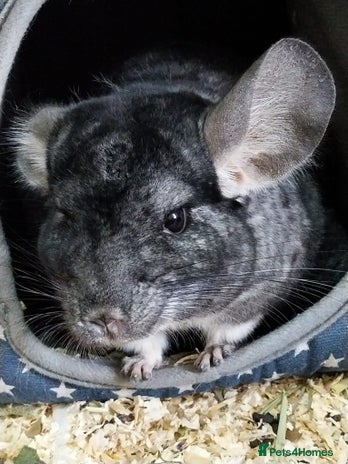 Chinchilla rodents - Advert 1
