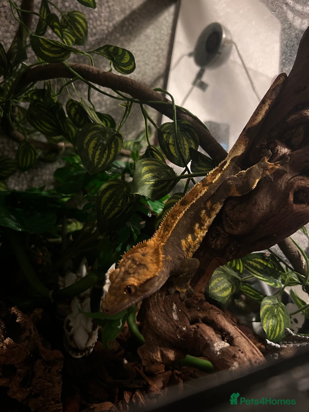 Gecko reptiles for sale: Crested Gecko  - Advert 6