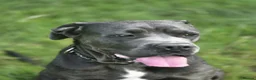 Cane Corso dogs for sale: 4 Stunning Cane Corso Big Boys!!! - Advert 5