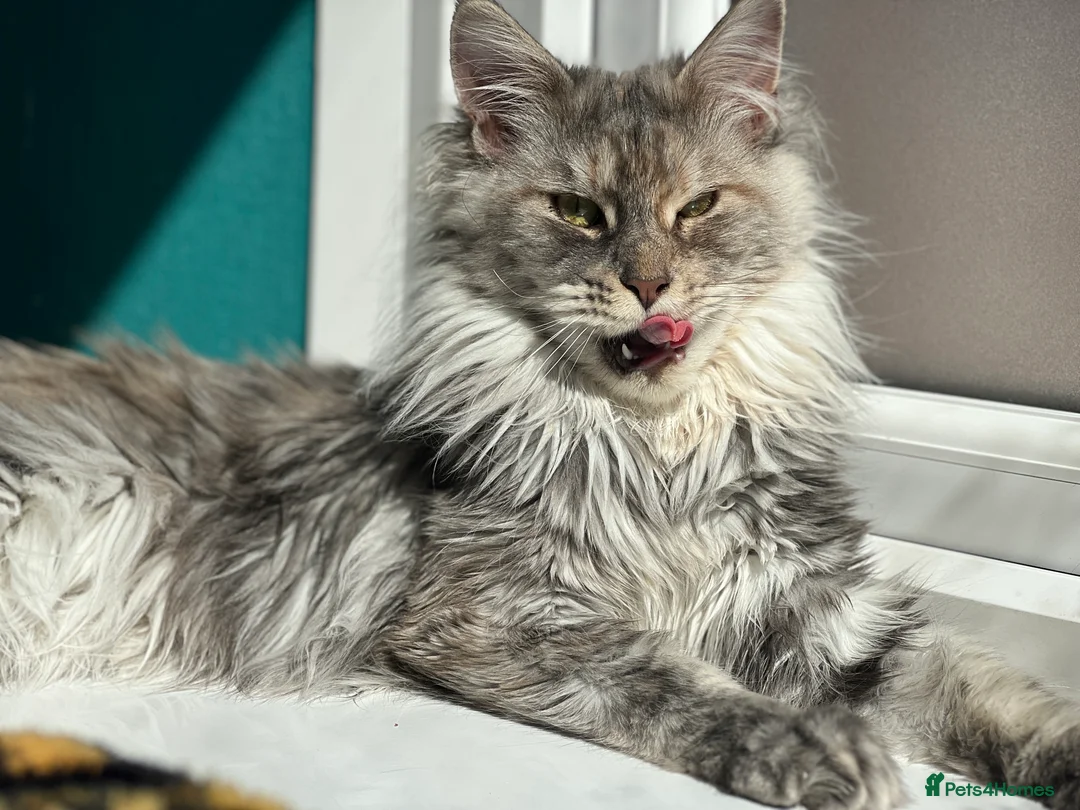 Maine Coon cats for sale: Tortie maine coon female TICA registered available - Advert 4