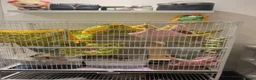 Rat rodents for sale: Peanut and butter  (two fancy rats) - Advert 2