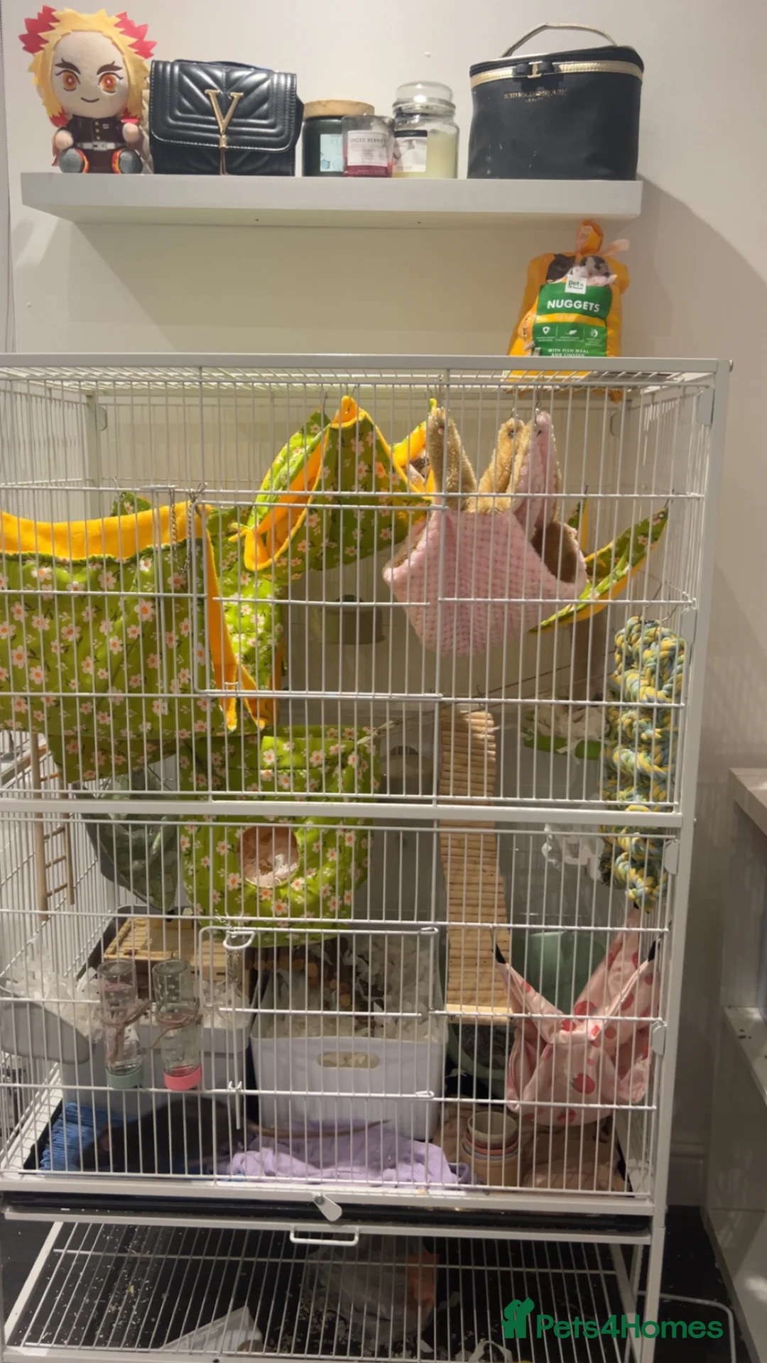 Rat rodents for sale: Peanut and butter  (two fancy rats) - Advert 2
