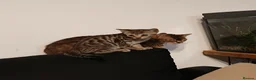 Bengal cats for sale: Bengal mixed kittens - Advert 3