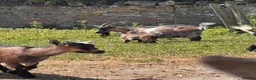 Goats livestock for sale: Pygmy Goats  - Advert 15