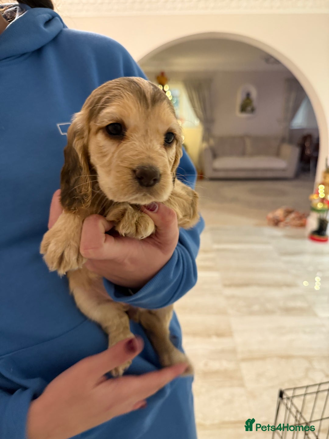 Cocker Spaniel dogs for sale: 2 girls left! Litter of 6 adorable kc reg puppies  - Advert 10