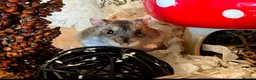 Hamster rodents for sale: Hundred Acre Hamster Rescue  - Advert 3