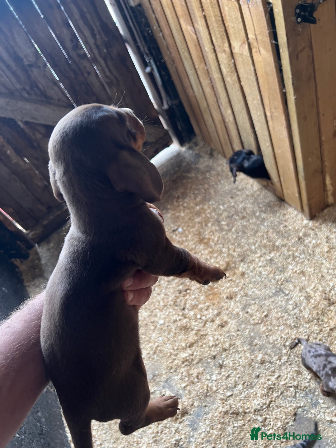 Dachshund dogs for sale: Miniature dachshund - Image 1