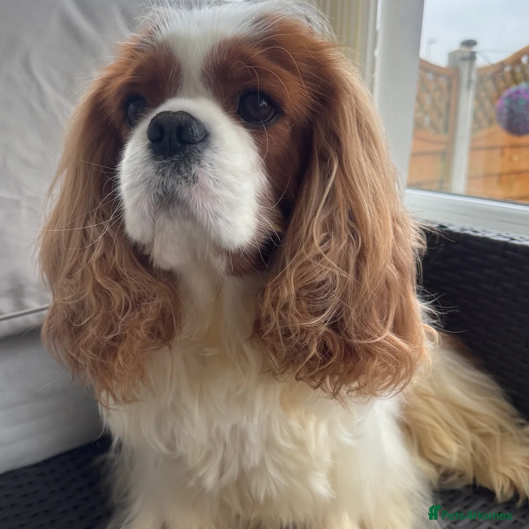 Cavalier King Charles Spaniel dogs for stud: KC Cavalier King Charles for stud - Advert 3