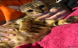 Bengal cats for sale: Stunning bengal x bsh kittens  - Image 5