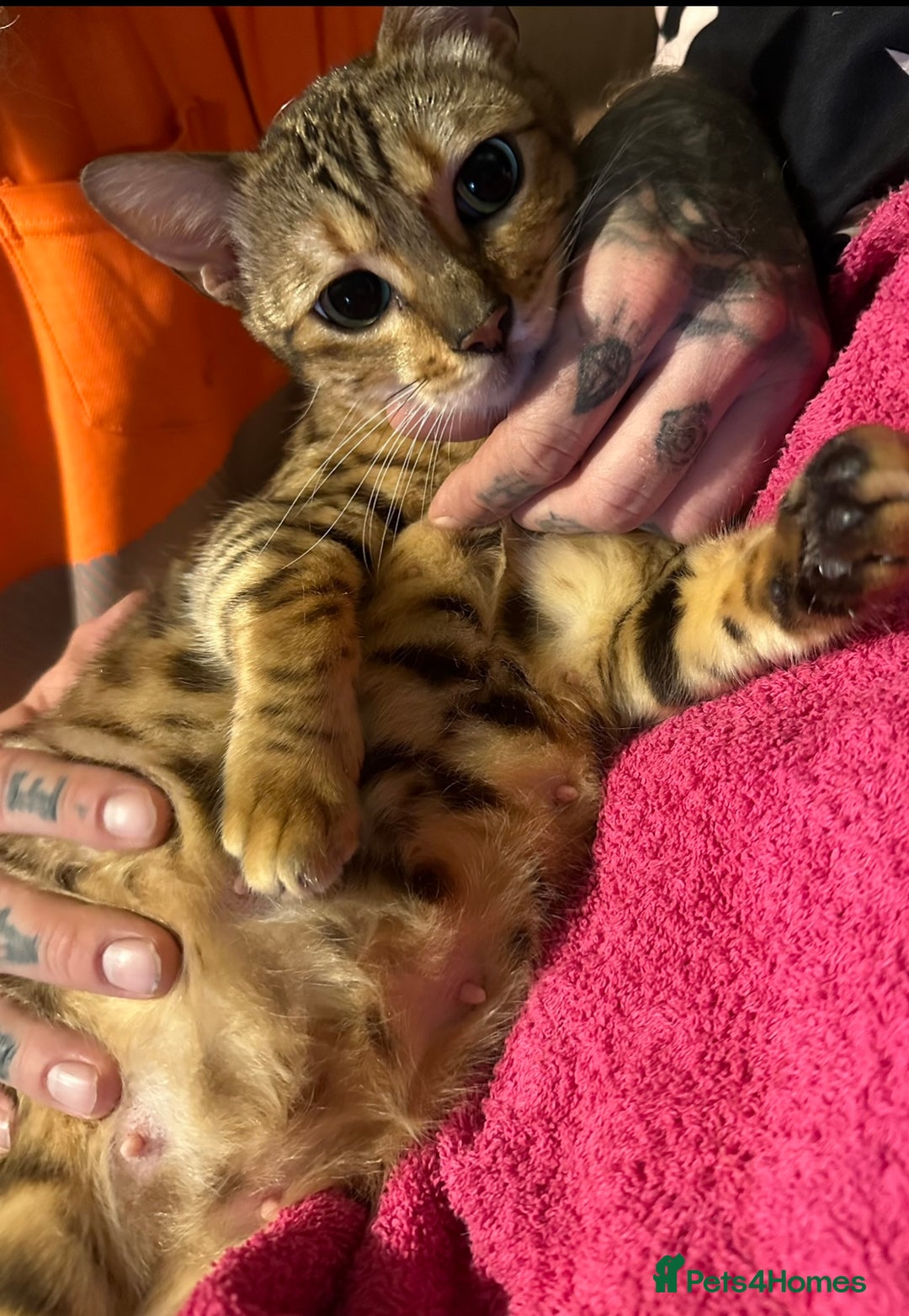 Bengal cats for sale: Stunning bengal x bsh kittens  - Image 5