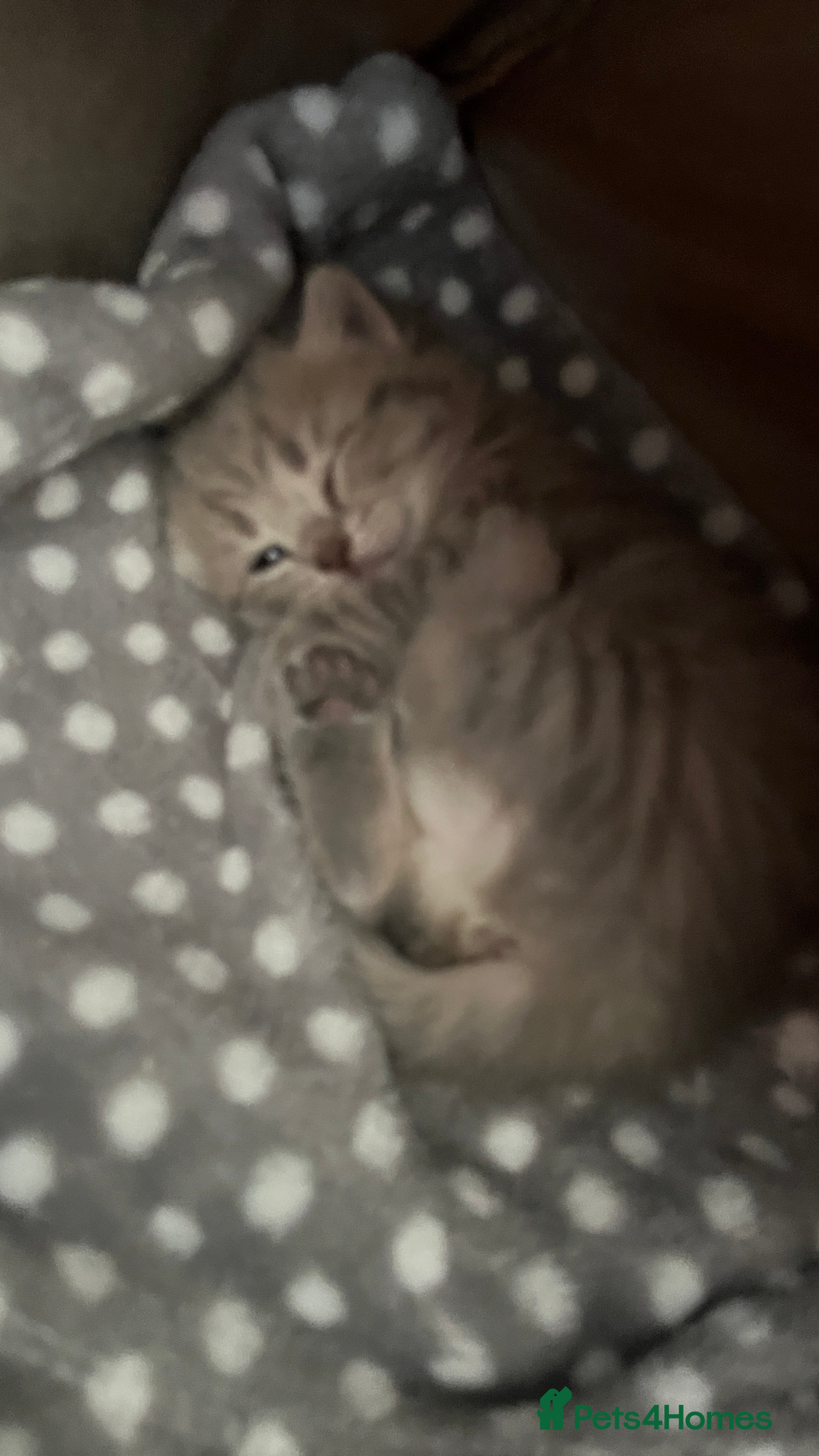 Scottish Fold cats Beautiful blue female kitten  - Advert 17