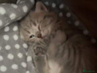 Scottish Fold cats Beautiful blue female kitten - Advert 18