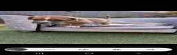Jack Russell dogs for sale: Jack russell puppy  - Advert 15