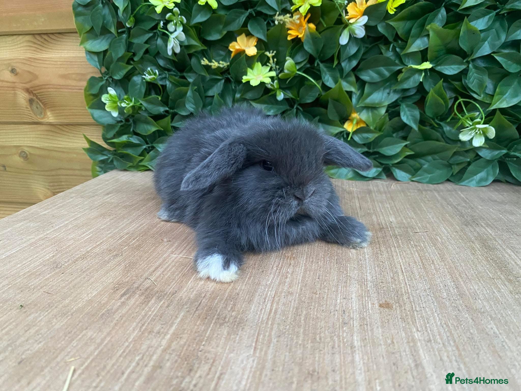 Mini Lop rabbits Mini lops  ready now 8 weeks old  - Advert 6