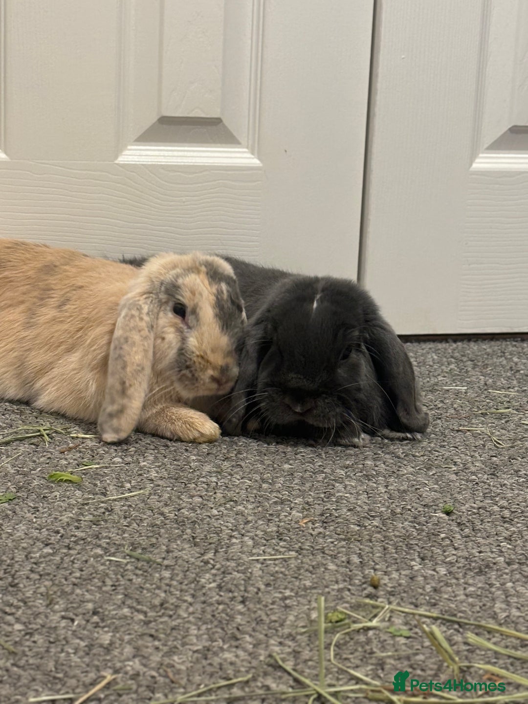 Mini Lop rabbits for sale: Bonded pair of rabbits - Advert 6