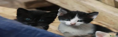 Mixed Breed Kitten 11