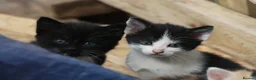 Mixed Breed cats for sale: Playful kittens  - Advert 9