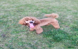 Labradoodle dogs for stud: Stunning proven Red KC Miniature Poodle in Cannock - Image 1