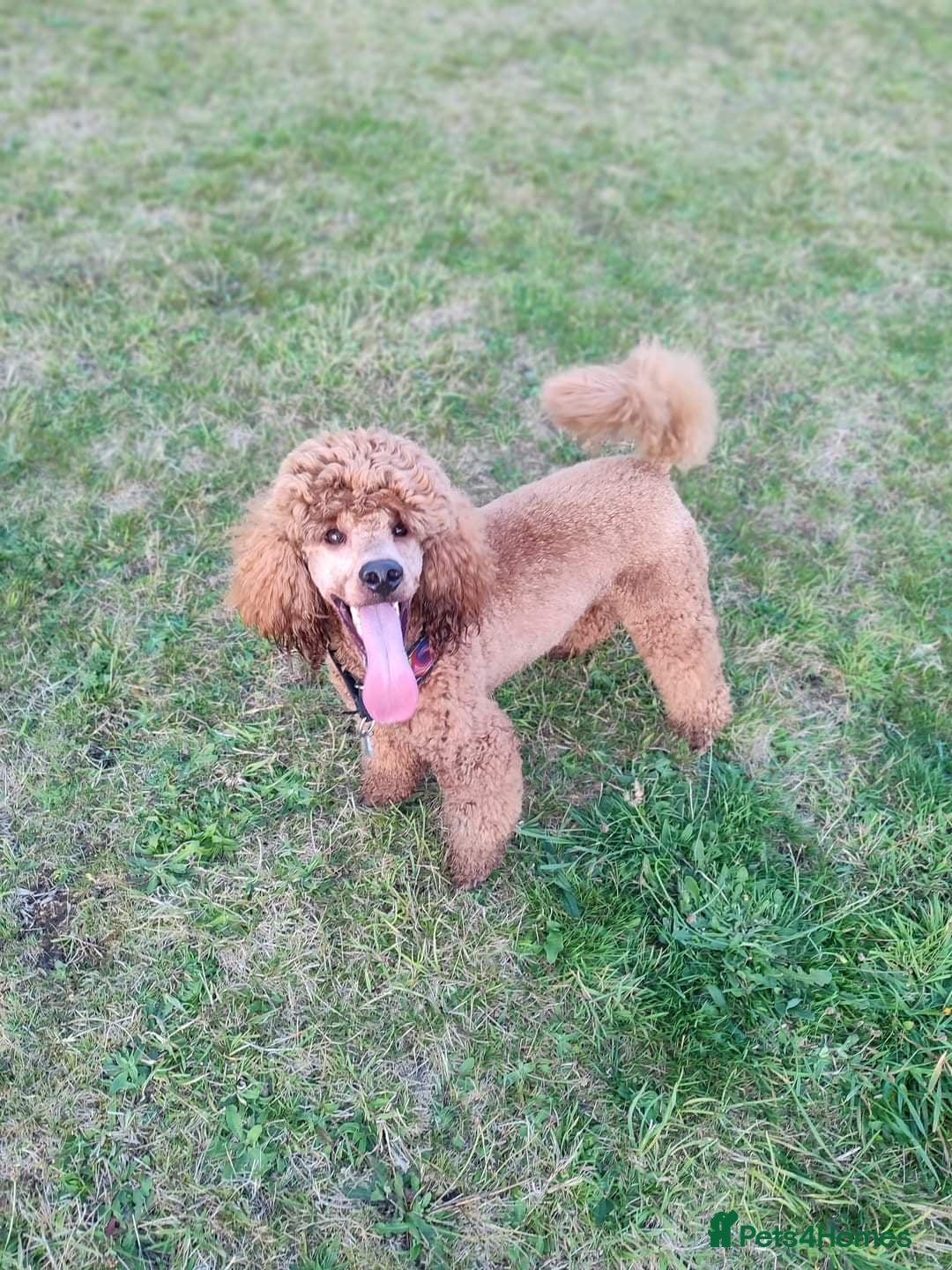 Labradoodle dogs for stud: Stunning proven Red KC Miniature Poodle in Cannock - Image 1
