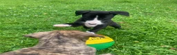 Whippet dogs for sale: 6 STUNNING WHIPPET PUPPIES - Advert 29