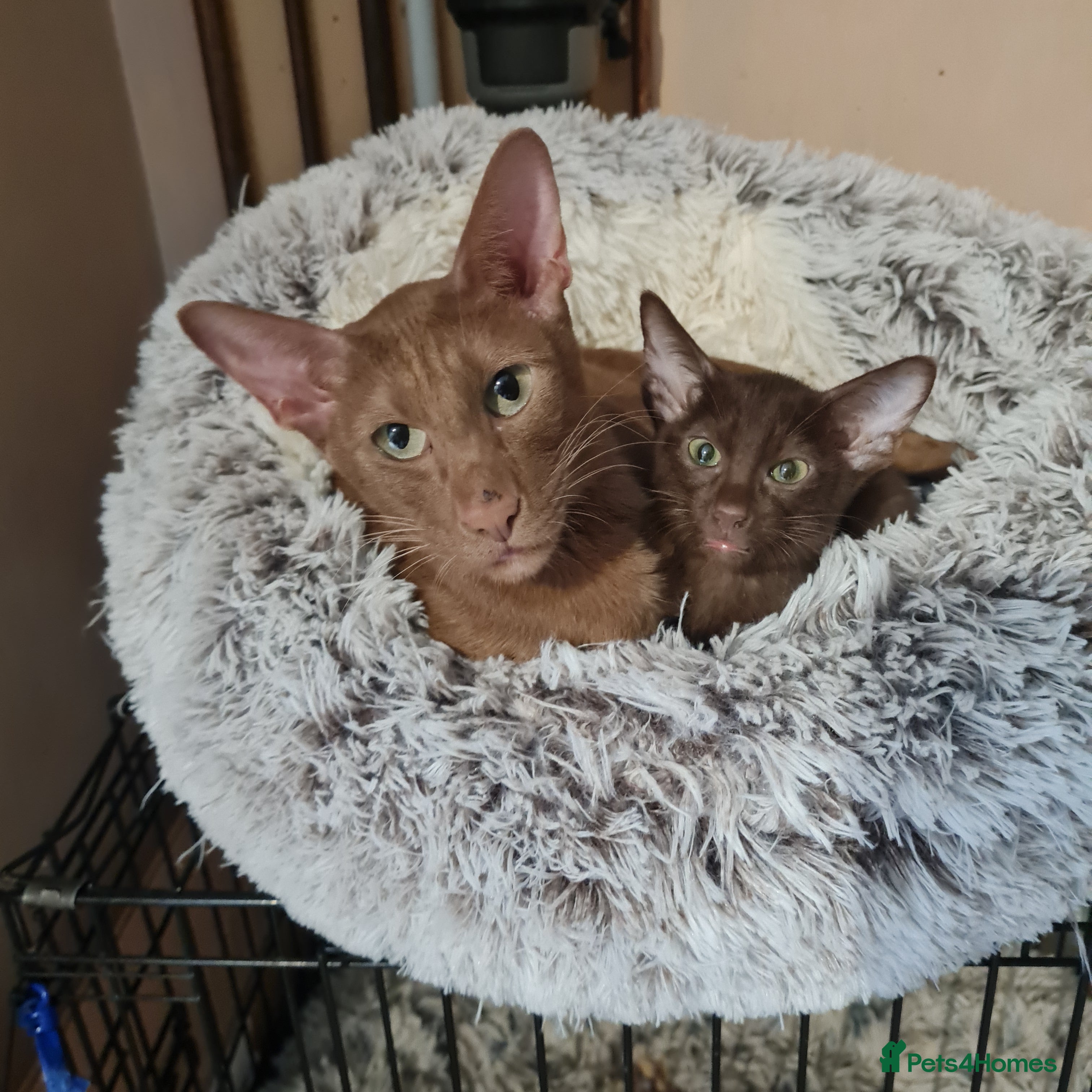 Suffolk cats Wonderful 5th generation home reared Suffolks - Advert 2