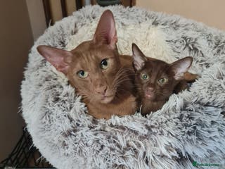 Suffolk cats Wonderful 5th generation home reared Suffolks - Advert 2